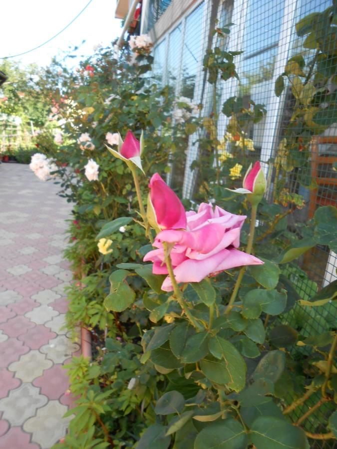 Гостевой дом VILA ANKARA Костинешти-46